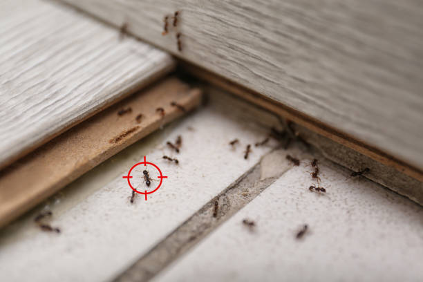 Best Termite Control Services  in Maitland, FL
