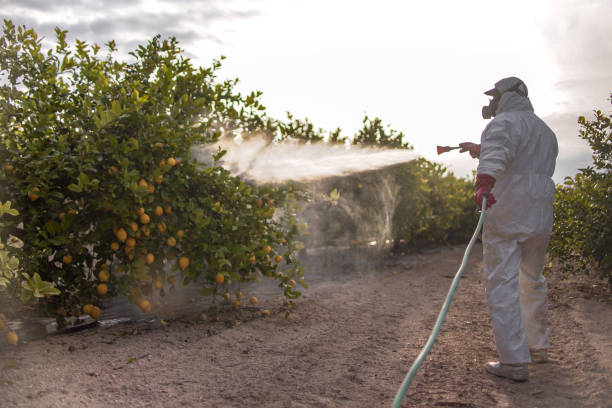Best Wasp Removal Services  in Maitland, FL