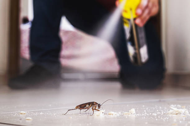 Best Local Pest Control Services  in Maitland, FL